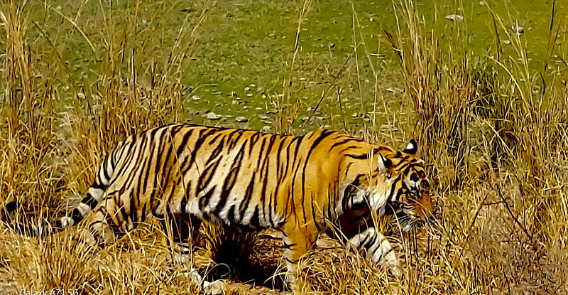 "The Hat the Tigress Returned: A Safari Encounter for the Ages"